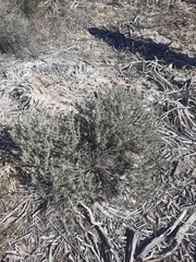 Ericameria linearifolia