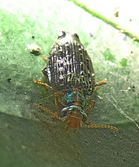 Lebiinae