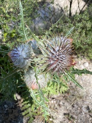 Cirsium ehrenbergii