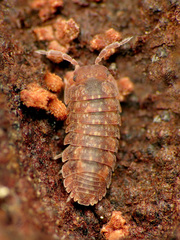 Cubaris tarangensis