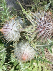 Cirsium ehrenbergii