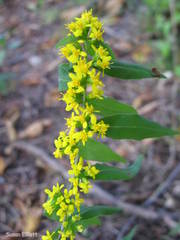 Solidago hispida hispida