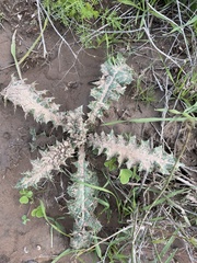 Cirsium neomexicanum