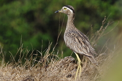 Burhinus bistriatus