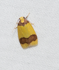 Heterallactis microchrysa
