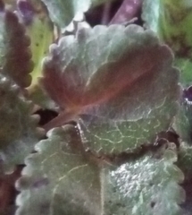 Packera obovata