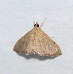 Hyalobathra crenulata