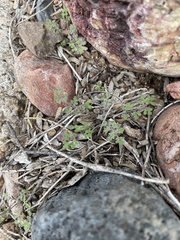 Phacelia distans
