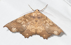 Polyacme dissimilis