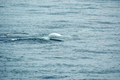 Delphinapterus leucas