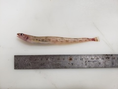 Leptoclinus maculatus