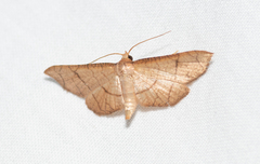 Hypolamprus ypsilon