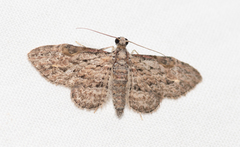 Sigilliclystis insigillata