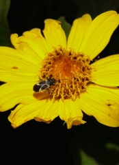 Ochrimnus cinctipennis