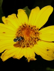 Ochrimnus cinctipennis