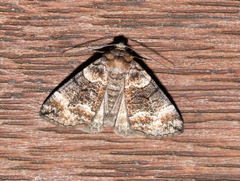 Dysbatus singularis