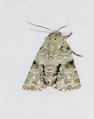 Acronicta psorallina