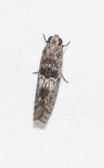 Phycitini