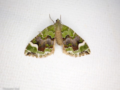 Hydriomena purpurifera