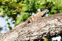 Ctenosaura similis