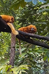 Leontopithecus rosalia