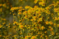 Senecio brasiliensis