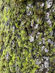 Homalothecium fulgescens