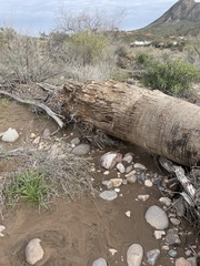 Washingtonia filifera