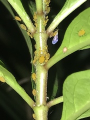 Aphis nerii
