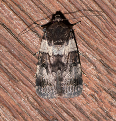 Thoracolopha flexirena