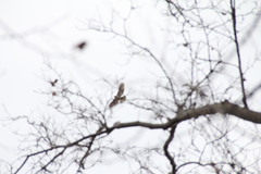 Buteo jamaicensis