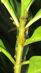 Aphis nerii
