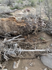 Washingtonia filifera