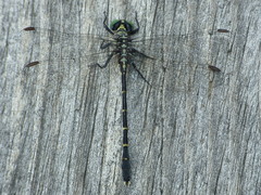 Stylogomphus albistylus