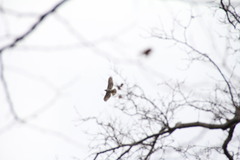 Buteo jamaicensis