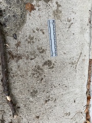 Didelphis virginiana