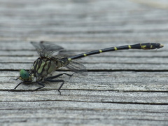 Stylogomphus albistylus