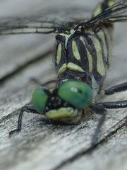 Stylogomphus albistylus