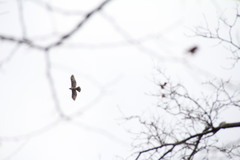 Buteo jamaicensis