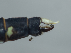 Stylogomphus albistylus