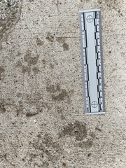 Didelphis virginiana