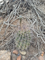 Echinopsis leucantha