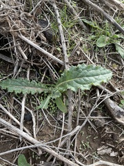 Cirsium neomexicanum