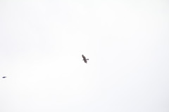 Buteo jamaicensis