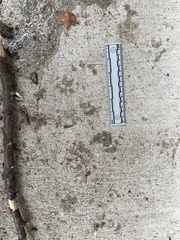 Didelphis virginiana