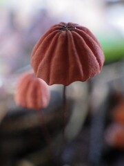 Marasmius haematocephalus