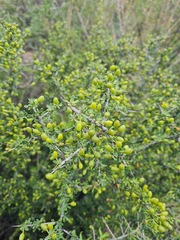 Condalia microphylla