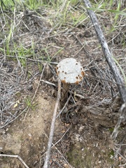 Battarreoides diguetii