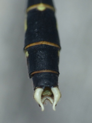Stylogomphus albistylus