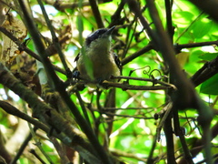 Formicivora littoralis